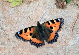 Attēlu rezultāti vaicājumam “Aglais urticae upperside”