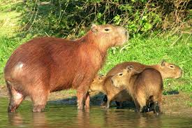 Attēlu rezultāti vaicājumam “Hydrochoerus hydrochaeris”