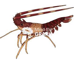 Image result for Palinurus elephas