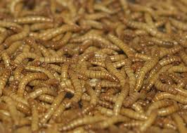 Attēlu rezultāti vaicājumam “Elateridae larva”