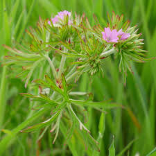 Attēlu rezultāti vaicājumam “Geranium dissectum leaf”