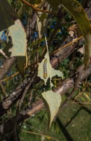 Attēlu rezultāti vaicājumam “Salix triandra leaf”