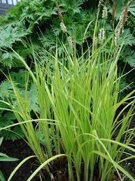 Attēlu rezultāti vaicājumam “Carex elata”