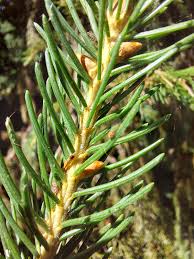 Attēlu rezultāti vaicājumam “Picea abies leaf”