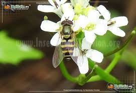 Attēlu rezultāti vaicājumam “Syrphus torvus”