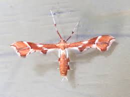 Attēlu rezultāti vaicājumam “Cnaemidophorus rhododactyla”