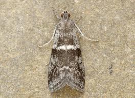 Attēlu rezultāti vaicājumam “Apomyelois bistriatella”