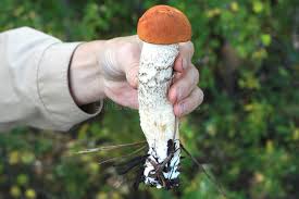 Attēlu rezultāti vaicājumam “Leccinum vulpinum”