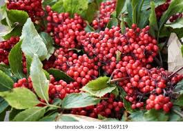 Attēlu rezultāti vaicājumam “Sambucus racemosa fruit”