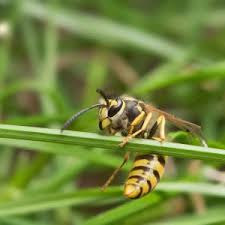 Attēlu rezultāti vaicājumam “Vespula germanica male”