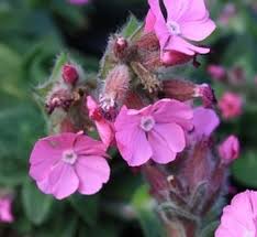 Image result for Silene schafta