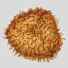 Attēlu rezultāti vaicājumam “Fossombronia wondraczekii”