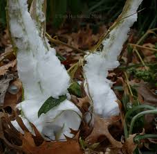 Attēlu rezultāti vaicājumam “Frost Flowers”