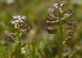 Attēlu rezultāti vaicājumam “Teesdalia nudicaulis”