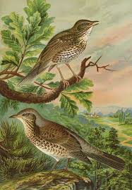 Attēlu rezultāti vaicājumam “Turdus pilaris”