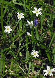 Attēlu rezultāti vaicājumam “Stellaria holostea flower”