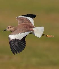 Image result for Vanellus leucurus