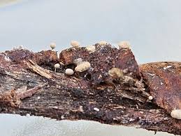 Attēlu rezultāti vaicājumam “Arcyria globosa”