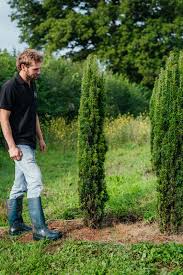 Attēlu rezultāti vaicājumam “Taxus baccata”