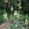 Image result for Alcea rugosa