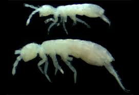 Attēlu rezultāti vaicājumam “Collembola”