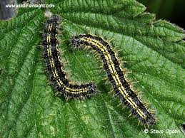 Image result for Small Tortoiseshell