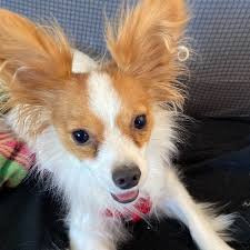 Image result for papillon