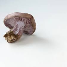 Attēlu rezultāti vaicājumam “Lepista nuda”