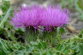 Attēlu rezultāti vaicājumam “Cirsium x rigens leaf”