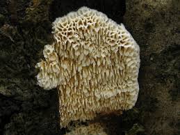 Attēlu rezultāti vaicājumam “Ceriporiopsis aneirina”