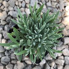 Attēlu rezultāti vaicājumam “Lavandula angustifolia”