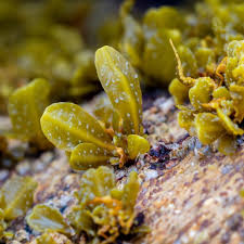 Attēlu rezultāti vaicājumam “Fucus vesiculosus”