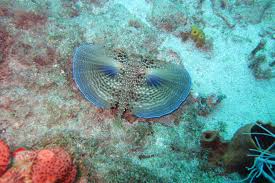 Image result for Dactylopterus volitans