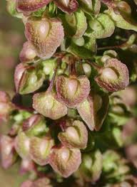 Attēlu rezultāti vaicājumam “Rumex crispus fruit”
