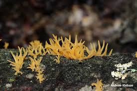 Attēlu rezultāti vaicājumam “Calocera cornea”