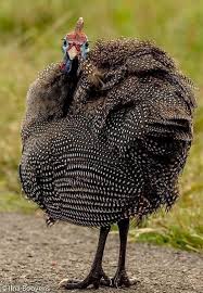 Attēlu rezultāti vaicājumam “Numida meleagris adult”