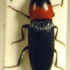 Attēlu rezultāti vaicājumam “Cardiophorus ruficollis”