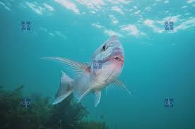 Image result for Pagrus auratus