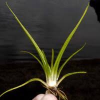 Attēlu rezultāti vaicājumam “Isoetaceae”