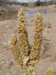 Attēlu rezultāti vaicājumam “Verbascum thapsus bud”