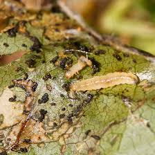Attēlu rezultāti vaicājumam “Gracillaria syringella larva”