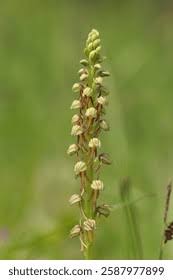 Attēlu rezultāti vaicājumam “Gladiolus imbricatus fruit”