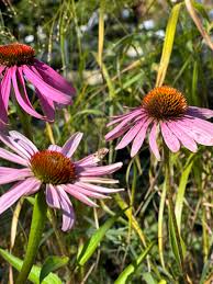 Attēlu rezultāti vaicājumam “Echinacea purpurea flower”