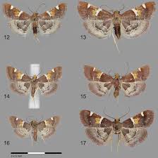 Attēlu rezultāti vaicājumam “Pyralis regalis”