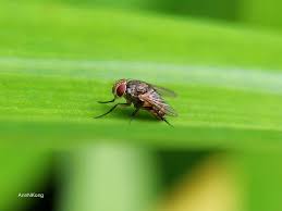 Attēlu rezultāti vaicājumam “Chaenotheca brunneola”