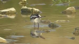 Attēlu rezultāti vaicājumam “Motacilla alba juvenile”