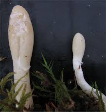 Attēlu rezultāti vaicājumam “Podostroma leucopus”