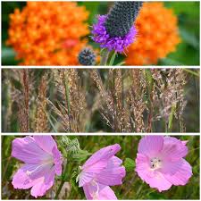 Attēlu rezultāti vaicājumam “Carpinus caroliniana female flower”