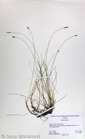 Attēlu rezultāti vaicājumam “Carex dioica”