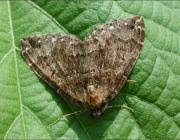 Attēlu rezultāti vaicājumam “Lampropteryx suffumata”